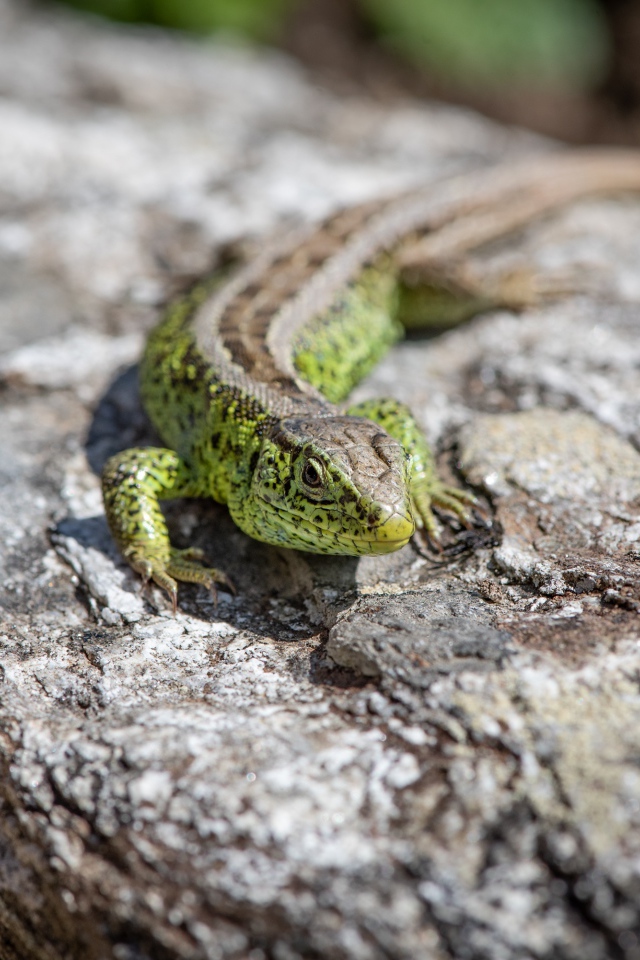 Зеленая ящерица сидит на камне 