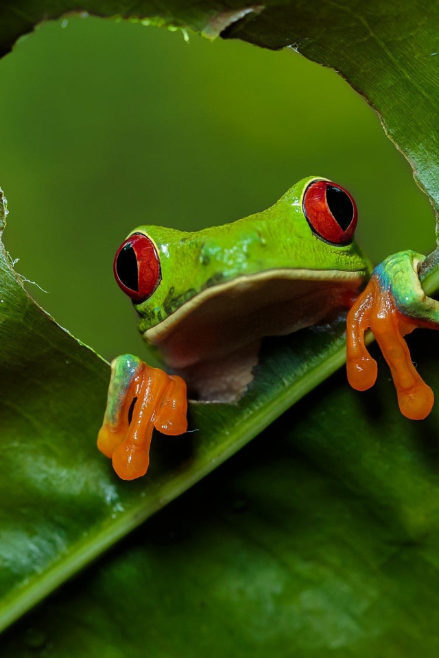 Зеленая красноглазая квакша сидит на зеленом листе