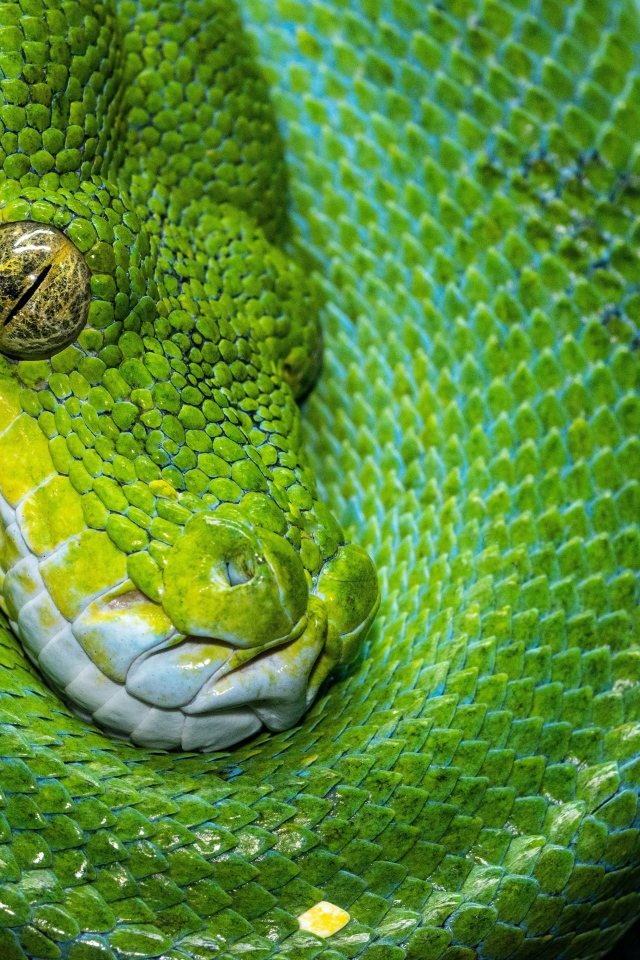 Зеленая змея крупным планом