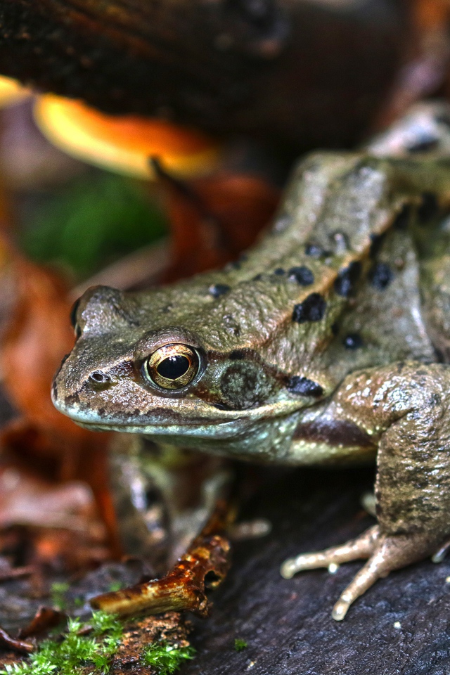 Зеленая жаба на дереве в лесу