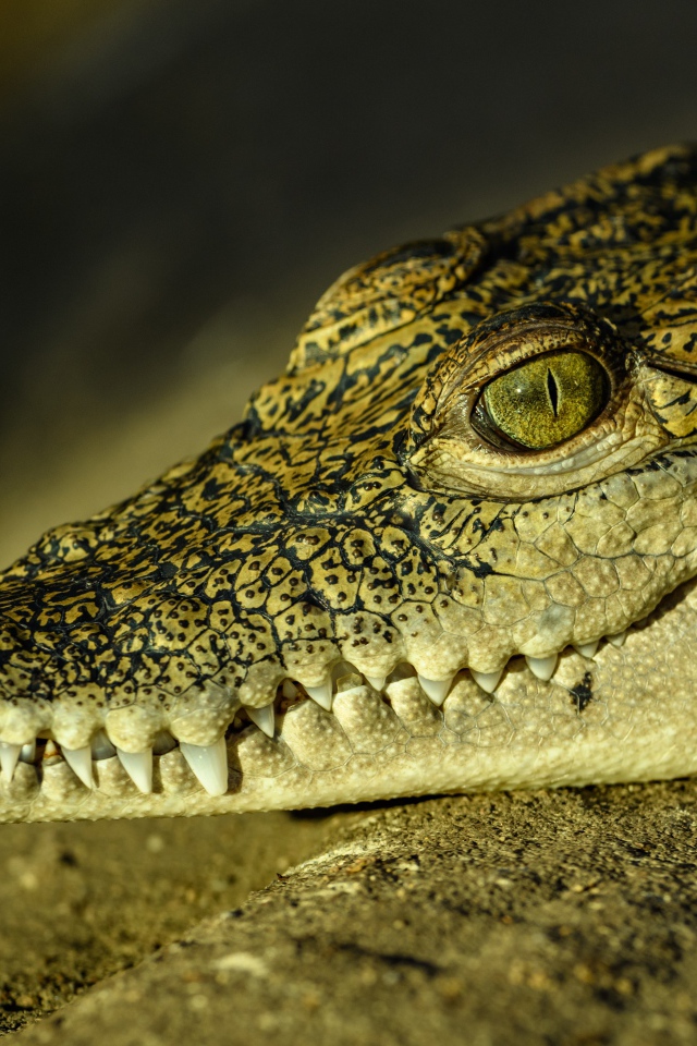 Большой крокодил с острыми клыками загорает на солнце