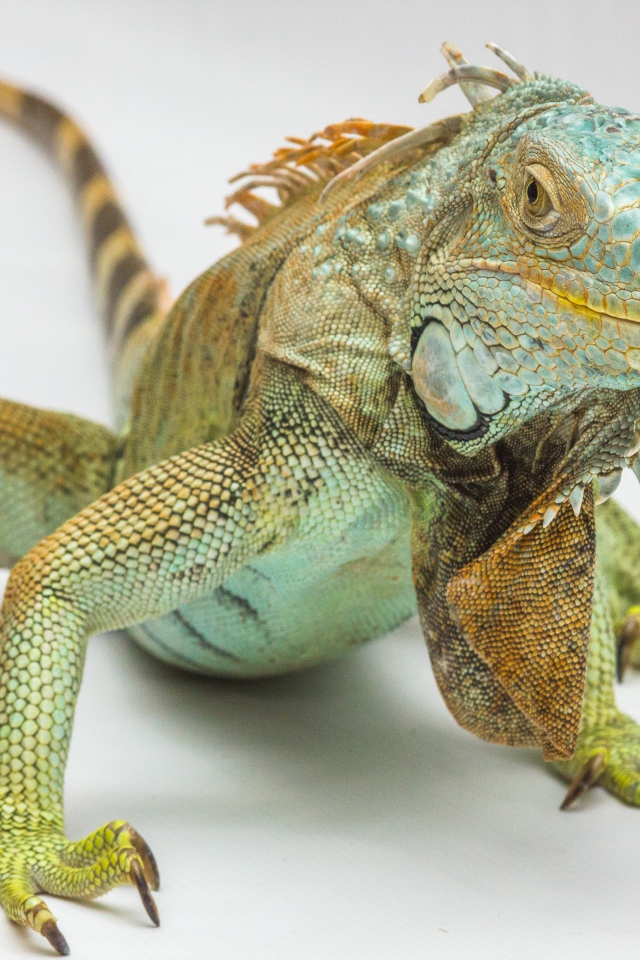 Большая зеленая игуана на сером фоне