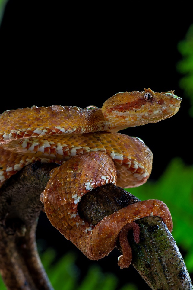 Большая ядовитая змея на ветке дерева 