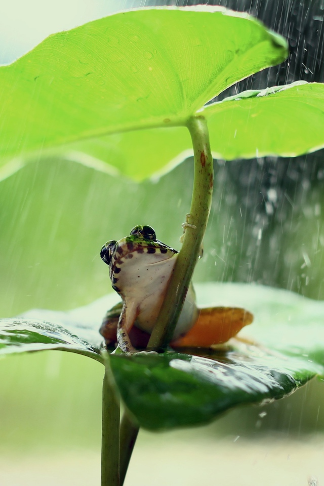 Маленькая лягушка сидит под зеленым листом во время дождя