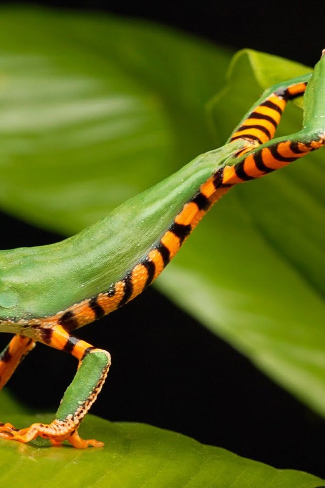 Маленькая зеленая лягушка в зеленых листьях 
