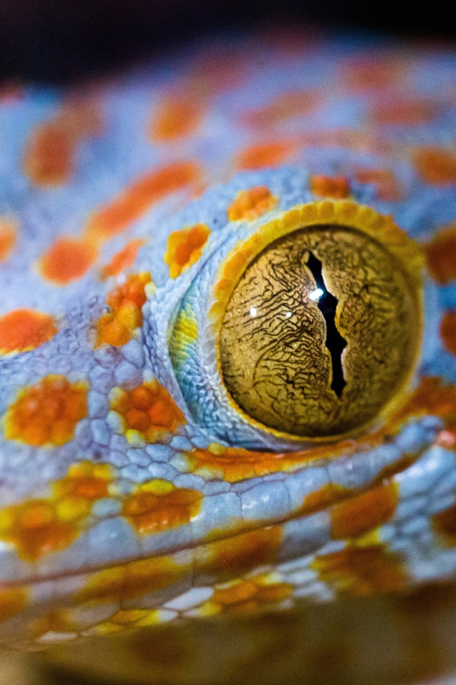 Lizard head with yellow eyes close-up