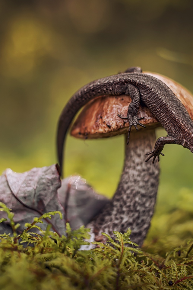 Ящерица сидит на грибе в лесу