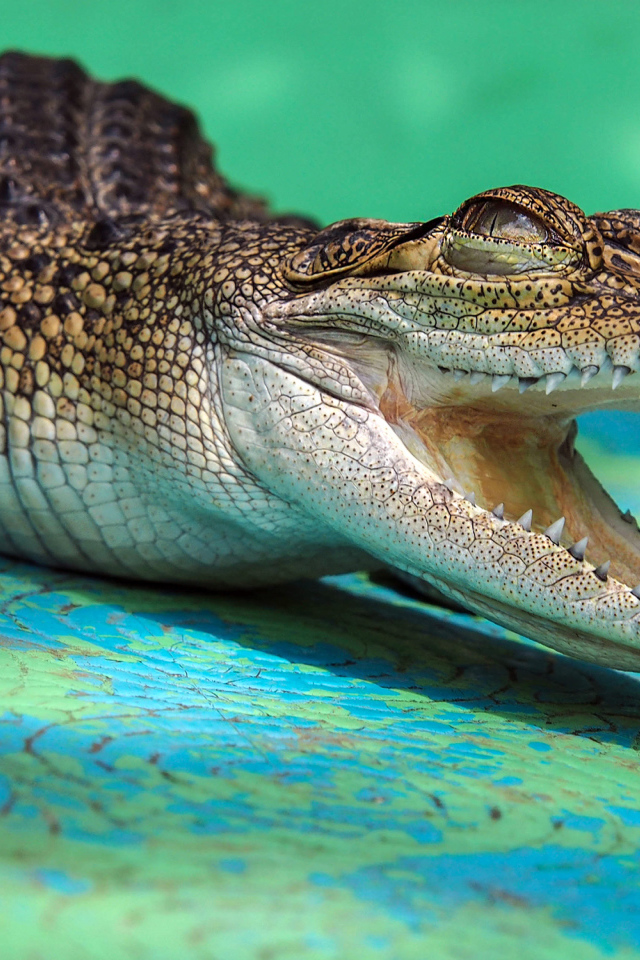 Open-jawed alligator with sharp teeth