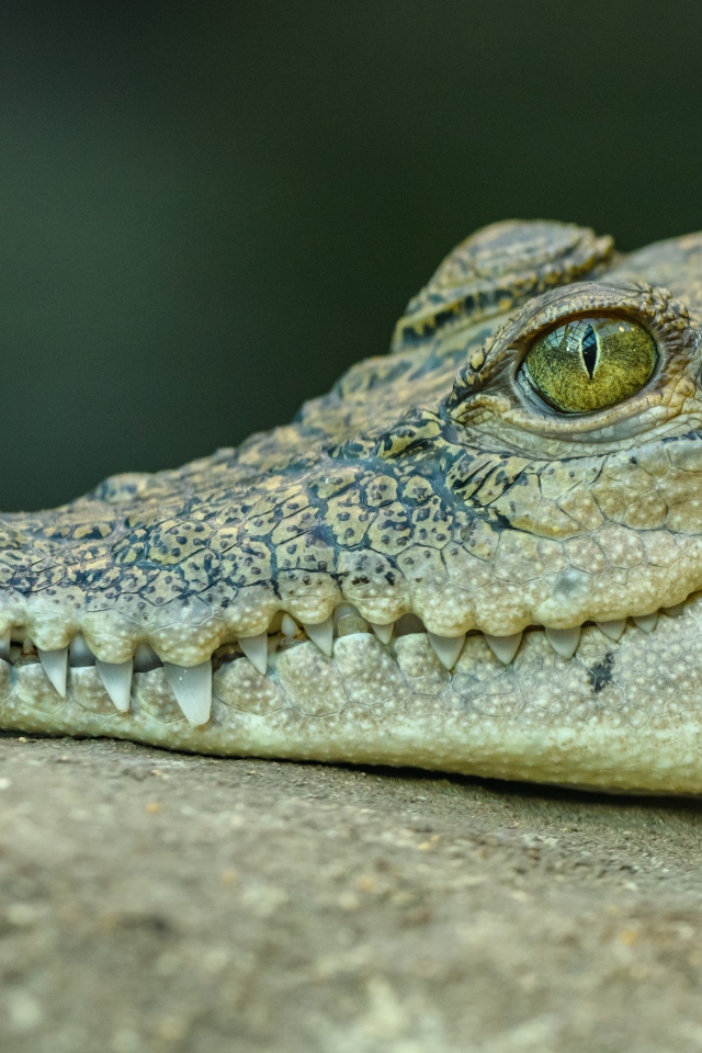 Голова большого аллигатора с острыми зубами 