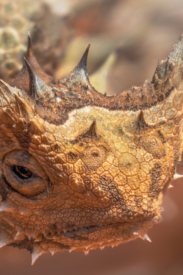 Жабовидная ящерица крупным планом 