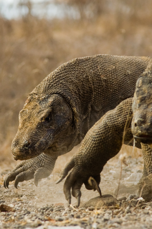 Два больших дракона комодо идут по земле 