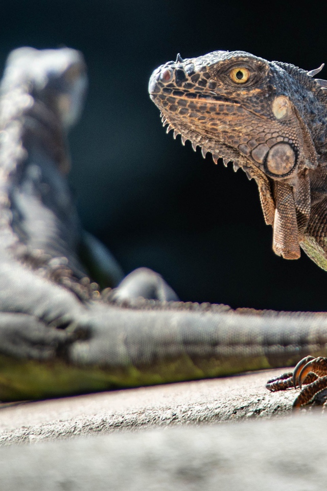 Две большие игуаны греются на камне