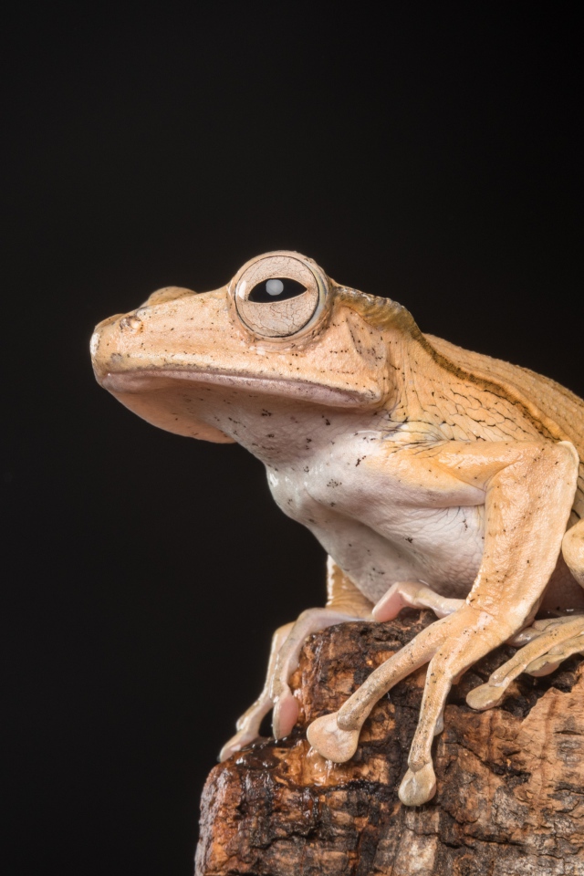 Желтая лягушка сидит на камне на черном фоне