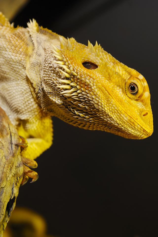 Желтая игуана сидит на сухом дереве