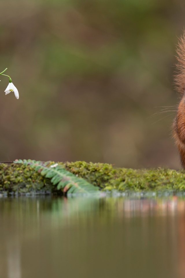 Белка с пушистым хвостом грызет орех у воды