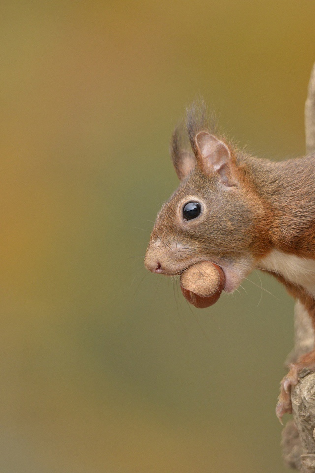 Белка с лесным орехом в зубах сидит в дупле 