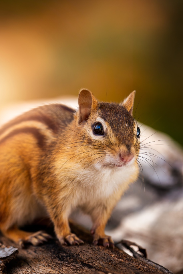 Красивый бурундук сидит на сухом дереве 