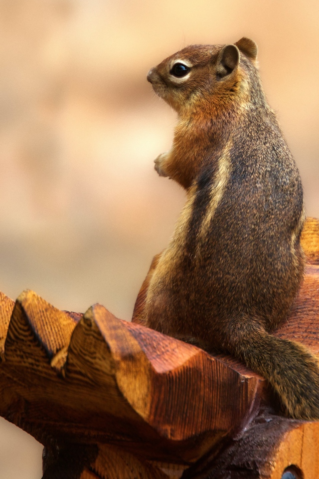 Бурундук сидит на деревянной скульптуре 