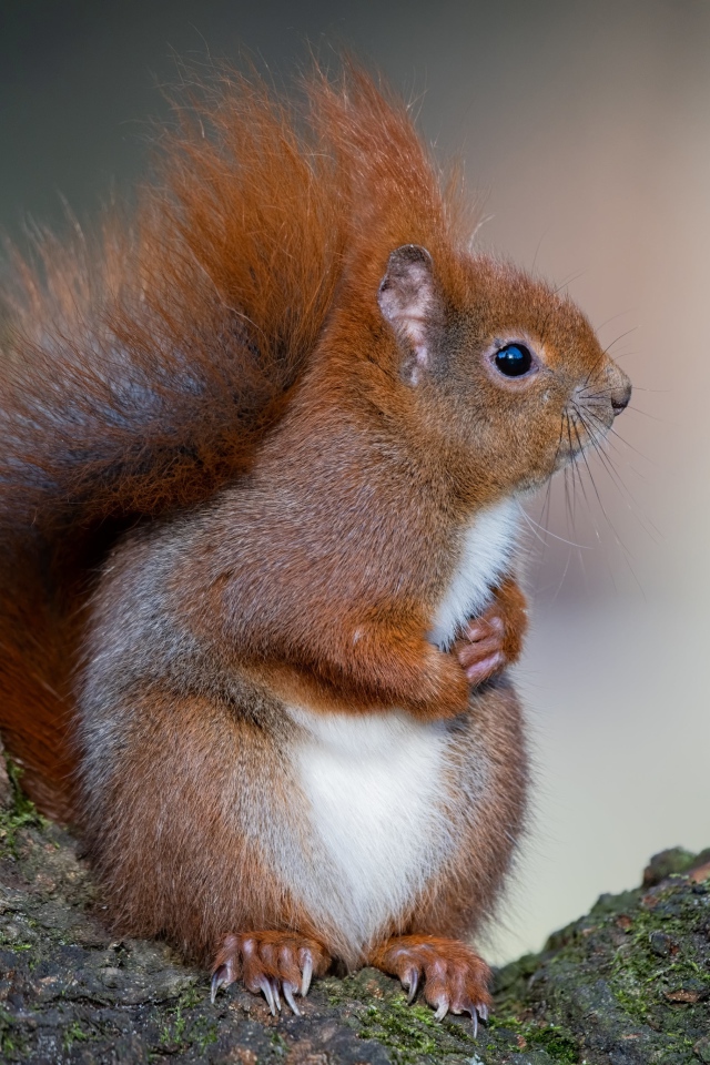 Милая пушистая рыжая белка сидит на дереве 