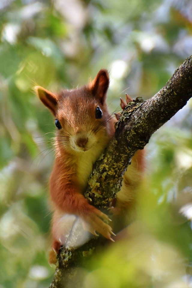 Милая рыжая белка сидит на ветке 