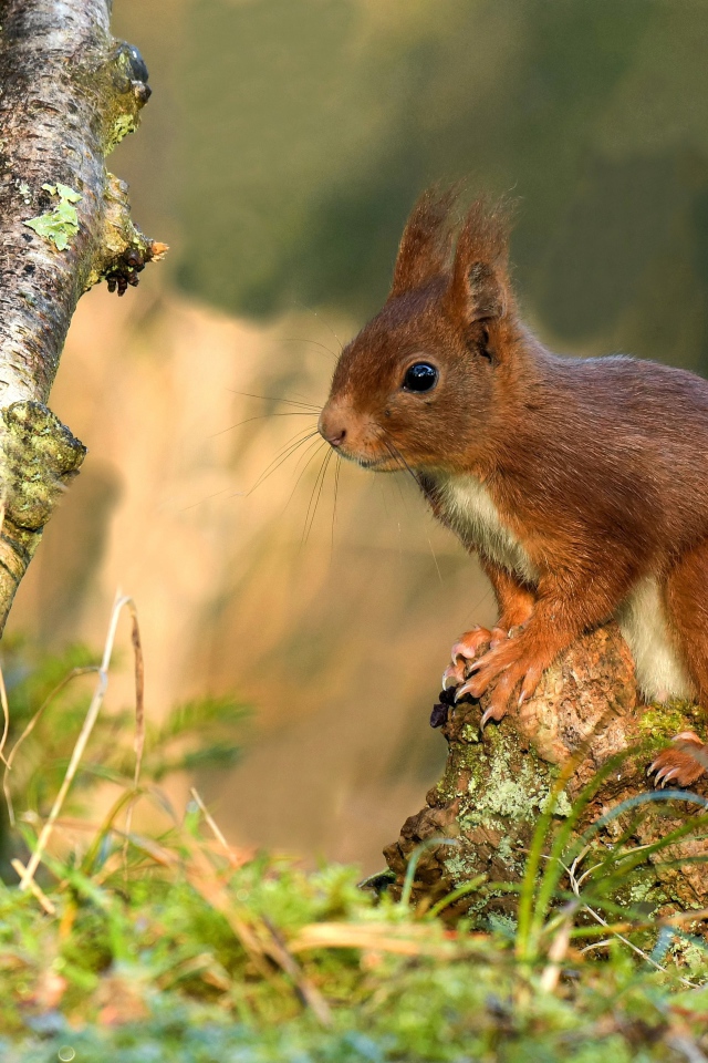 Милая рыжая белка сидит на покрытой мхом коряге 