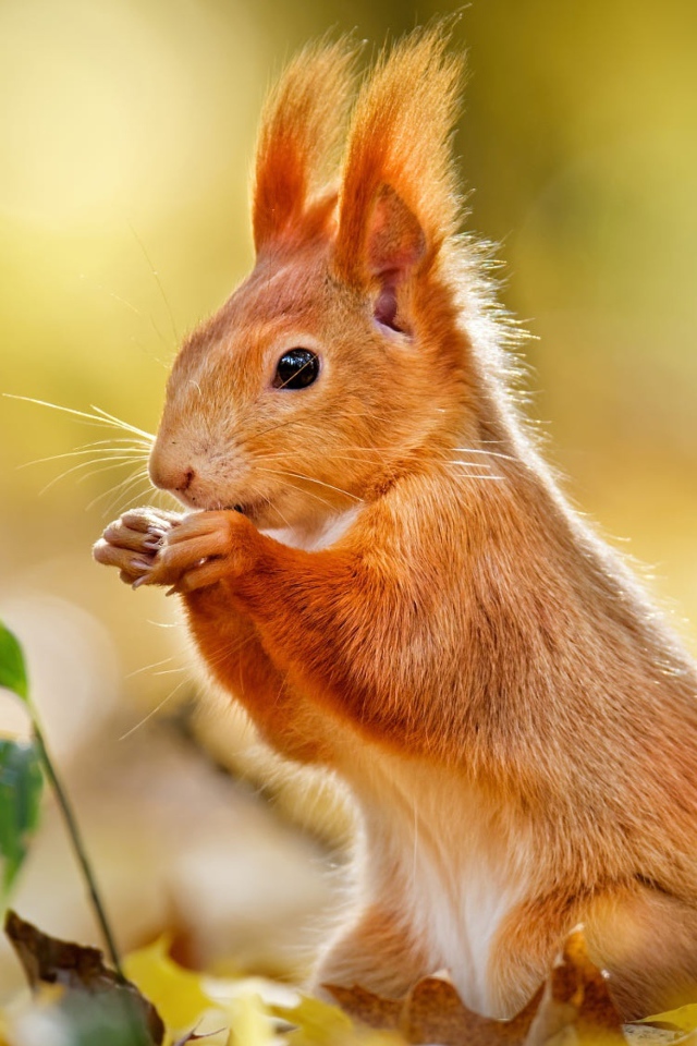 Милая рыжая белка сидит на желтых листьях 