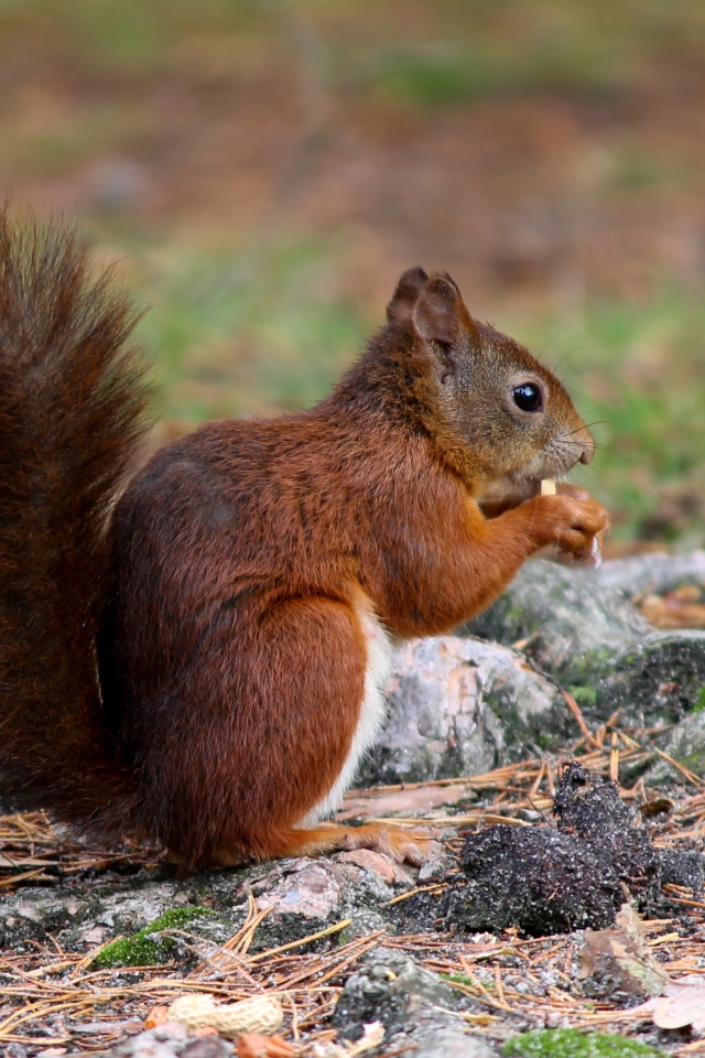 Рыжая белка с пушистым хвостом