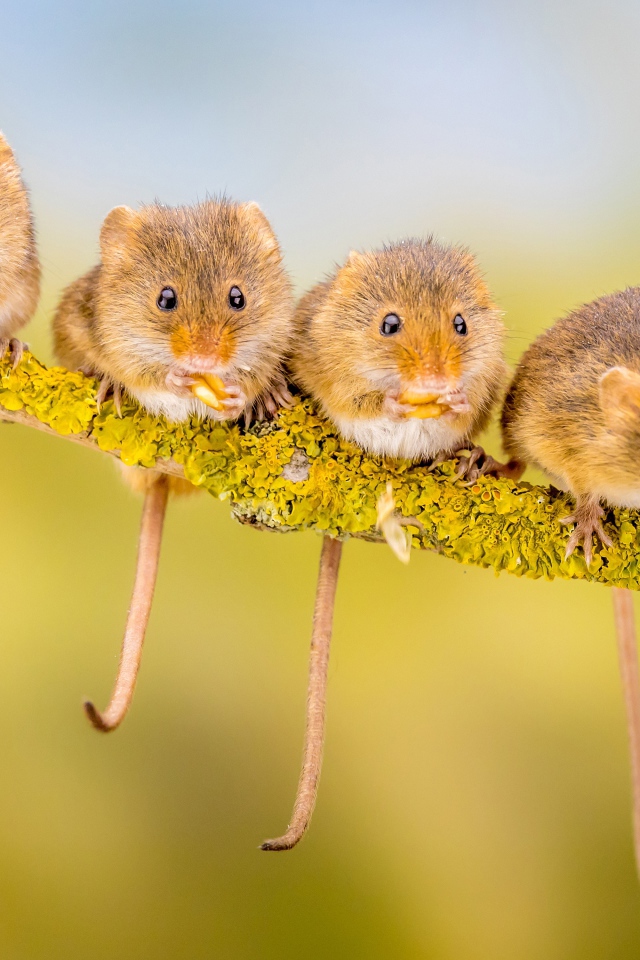 Четыре маленькие мышки сидят на ветке