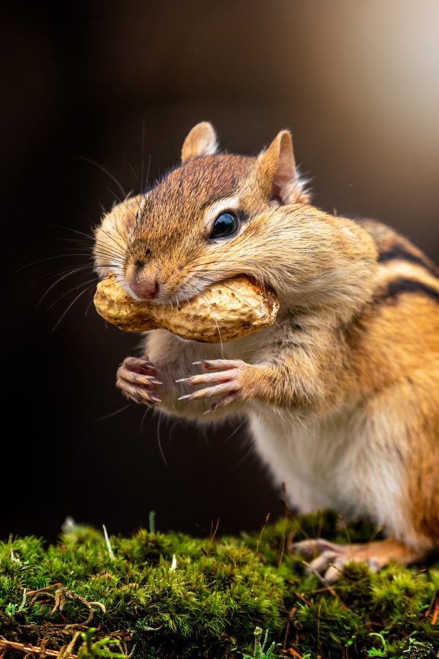 Смешной бурундук держит орех в зубах