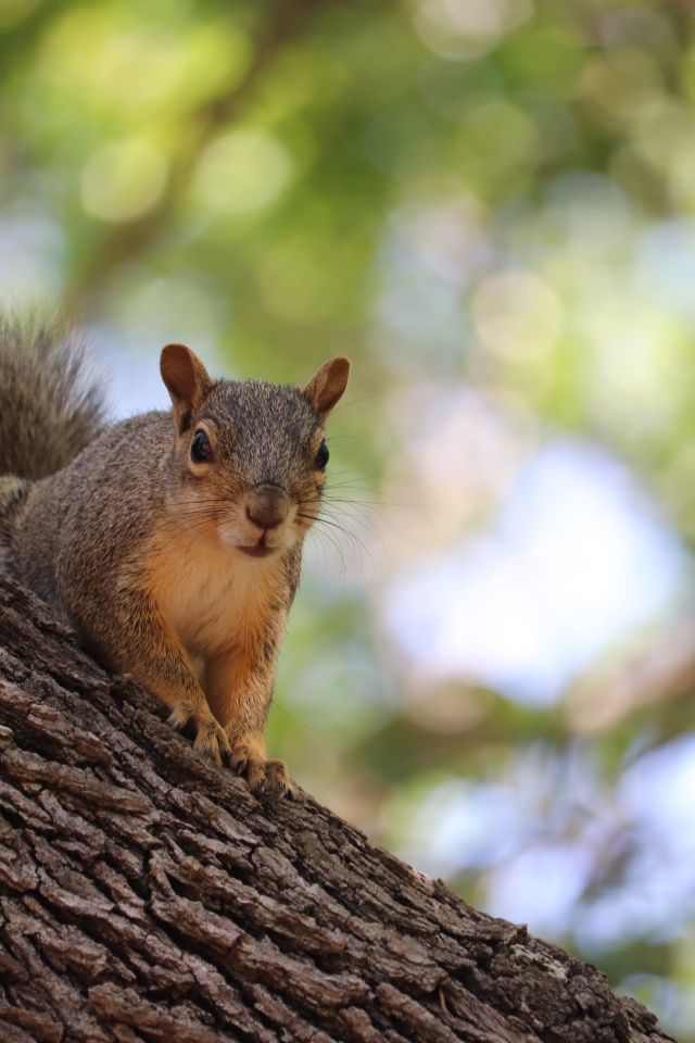 Забавная быстрая рыжая белка сидит на дереве
