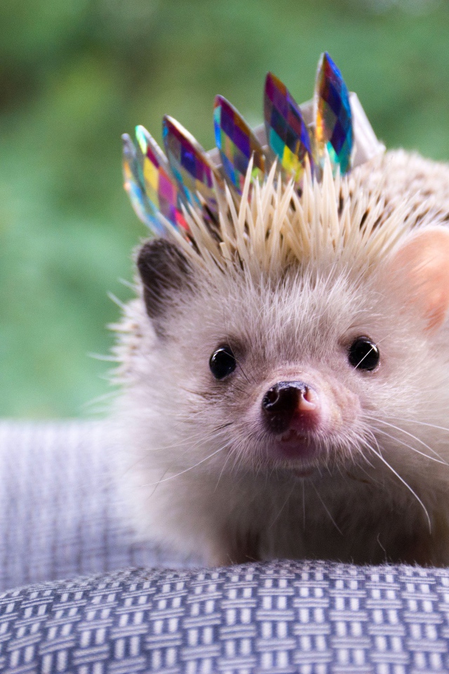 Забавный ежик с короной на покрывале