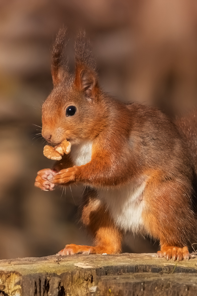 Funny red squirrel nibbles a walnut on a stump