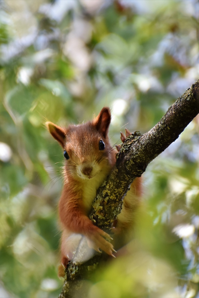 Забавная рыжая белка на ветке дерева