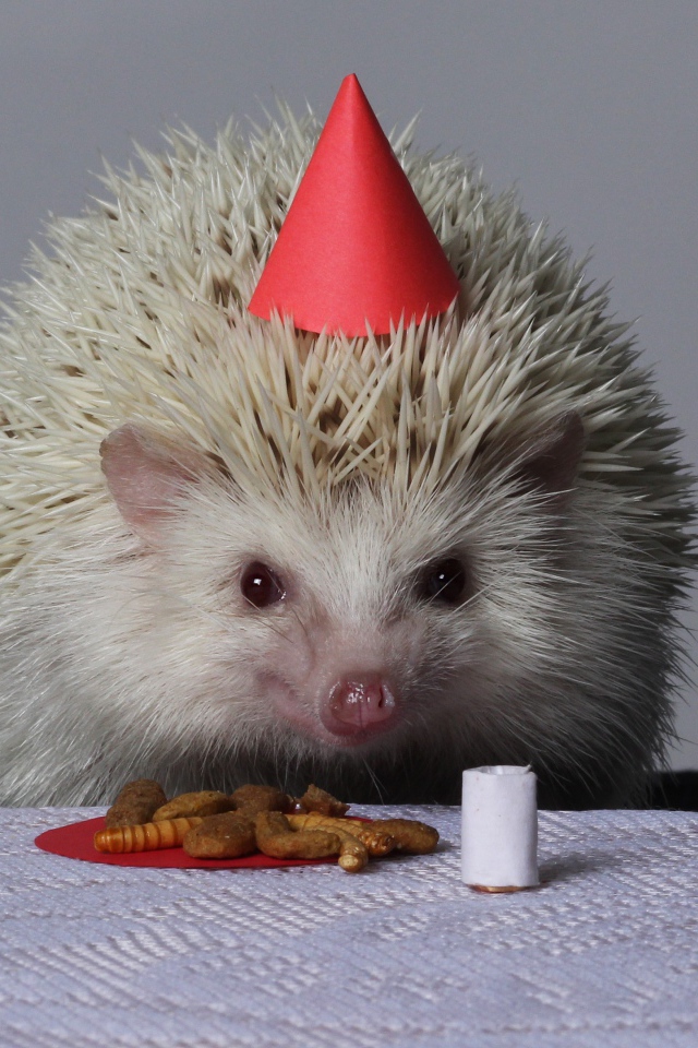 Забавному белому ежику отмечают день рождения 