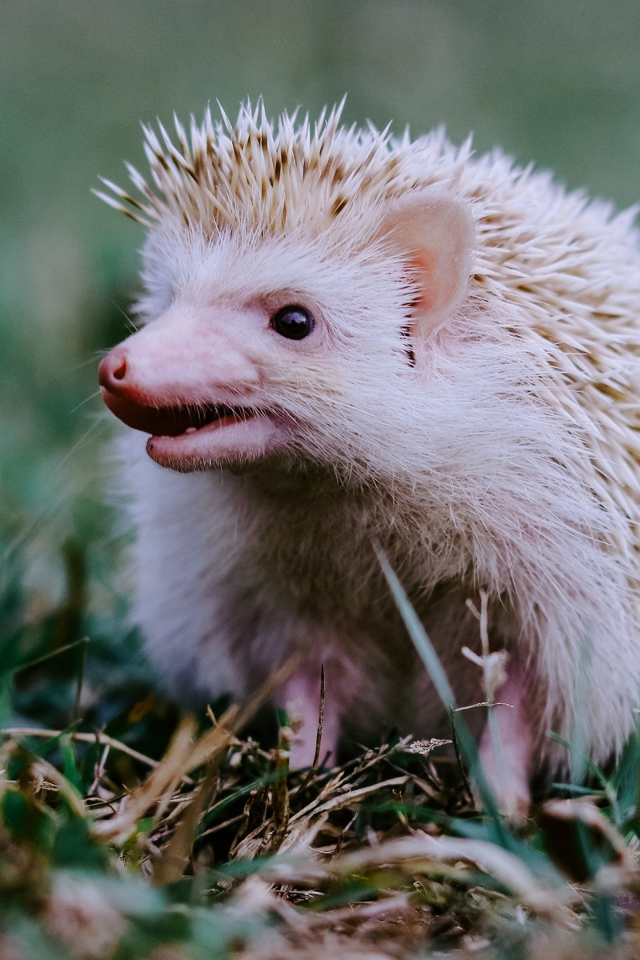 Funny white hedgehog on green grass