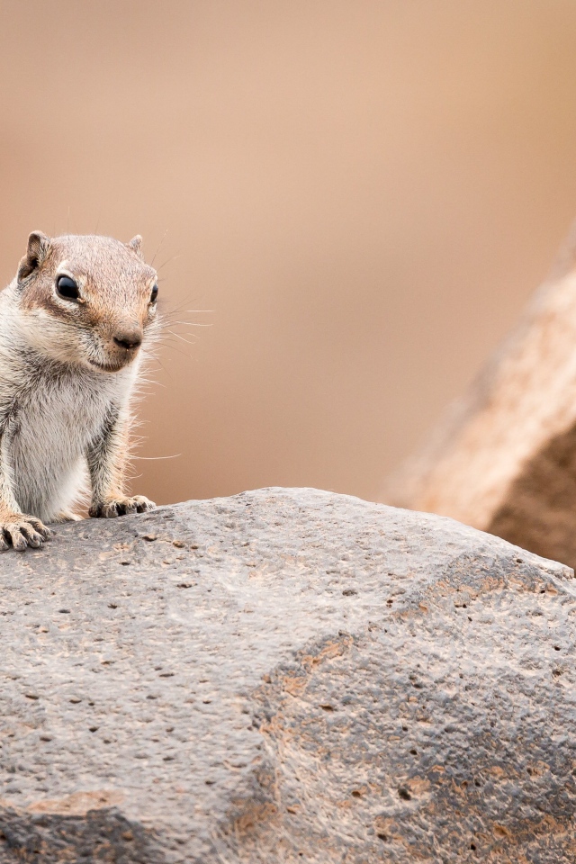 Маленький забавный бурундук сидит на камне 