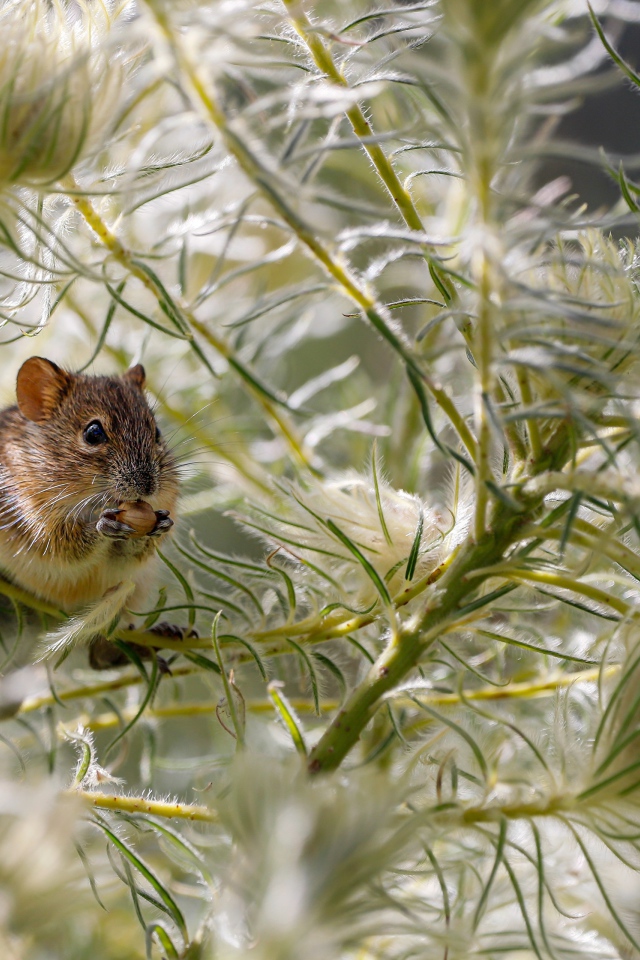 Маленькая серая мышка грызет орех в траве