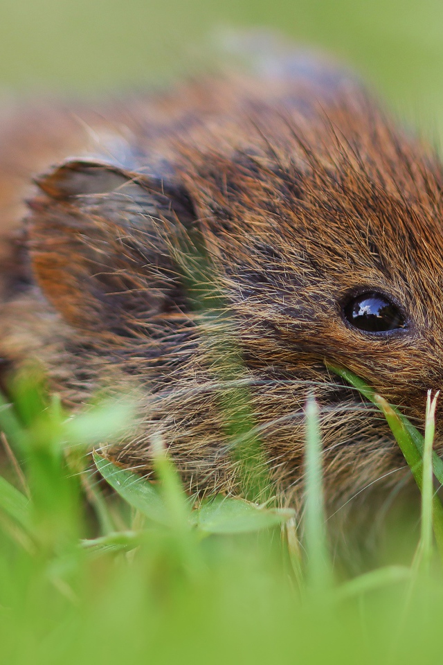 Маленький мышонок в траве крупным планом