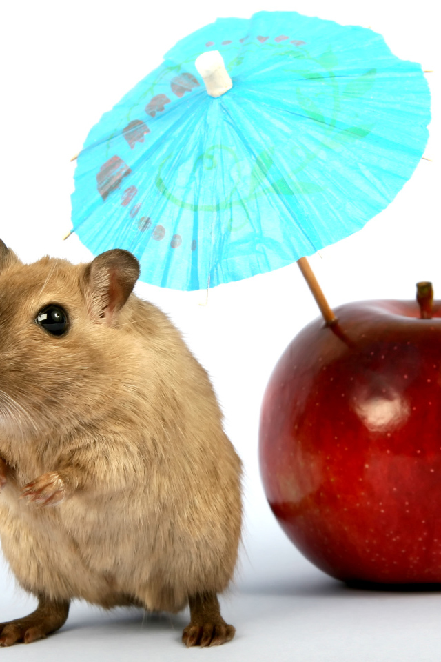 Мышонок с яблоком и зонтиком на белом фоне