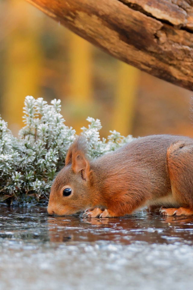 Little red squirrel drinks water from a puddle near an old tree