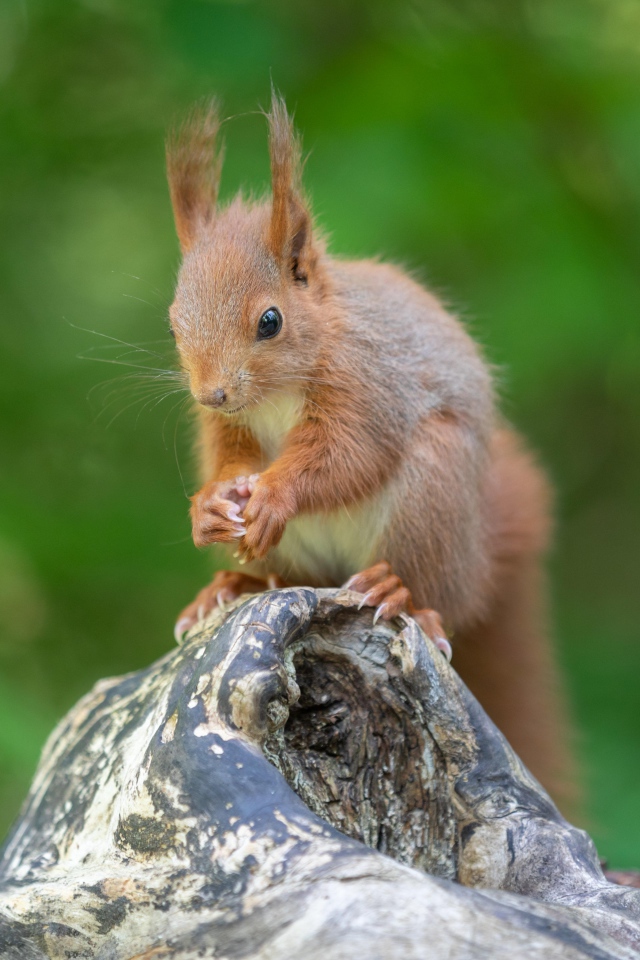 Маленькая рыжая белка грызет орех на коряге 