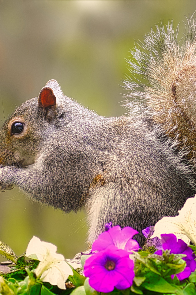 Little squirrel chewing on a nut near the petunia flowers