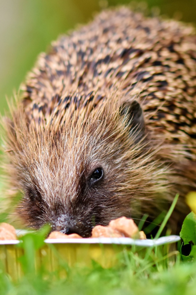 Старый еж ест корм на зеленой траве 