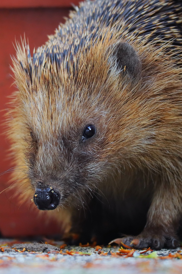Старый колючий еж крупным планом