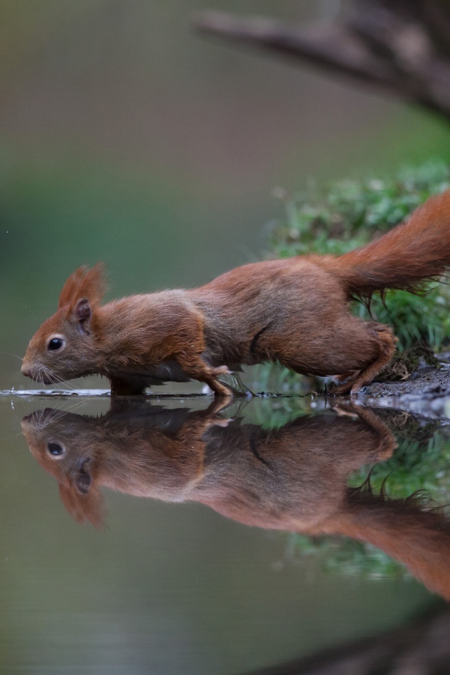 Red squirrel is reflected in calm water by the lake