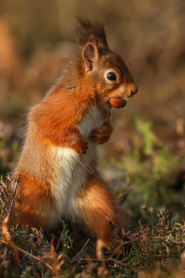 Red squirrel stands with a nut in its teeth on the grass