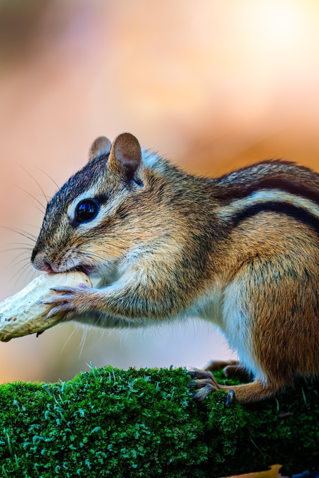 Маленький бурундук с орехом на покрытой мхом ветке