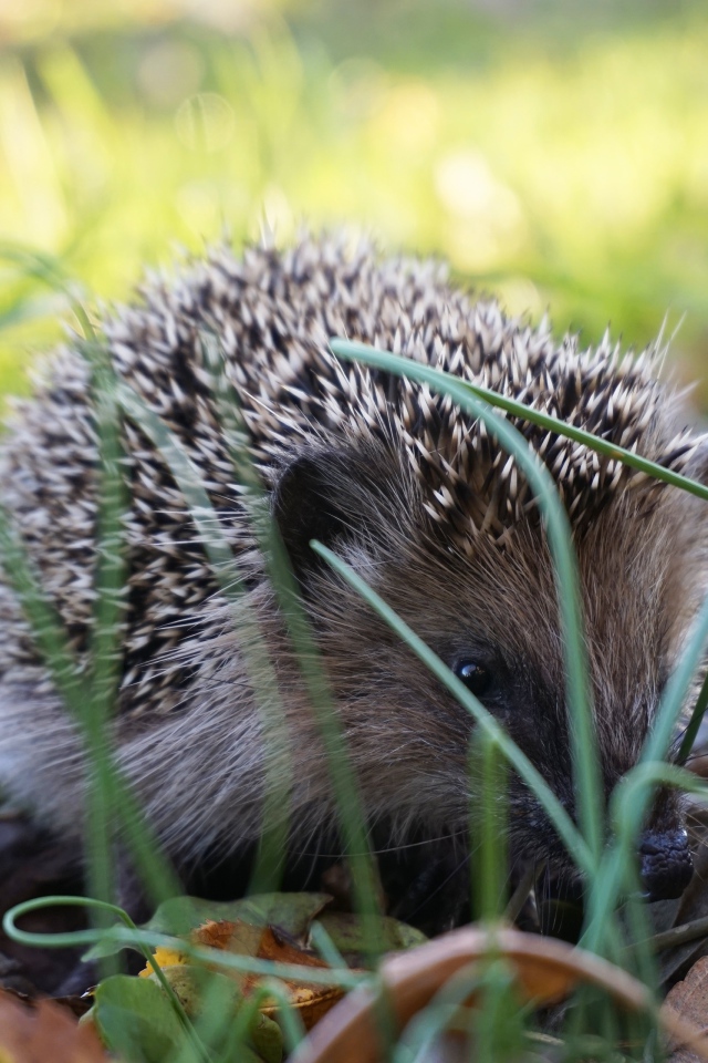 Колючий еж сидит в зеленой траве 
