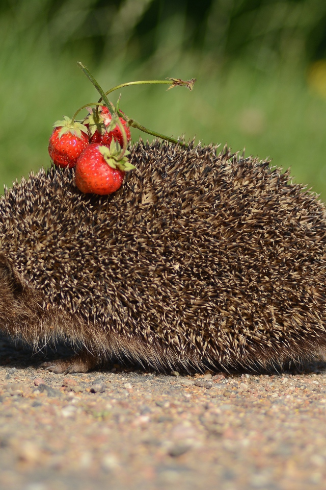 Spiny hedgehog with needles