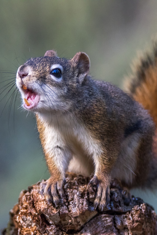 Грозная пушистая белка сидит на камне 